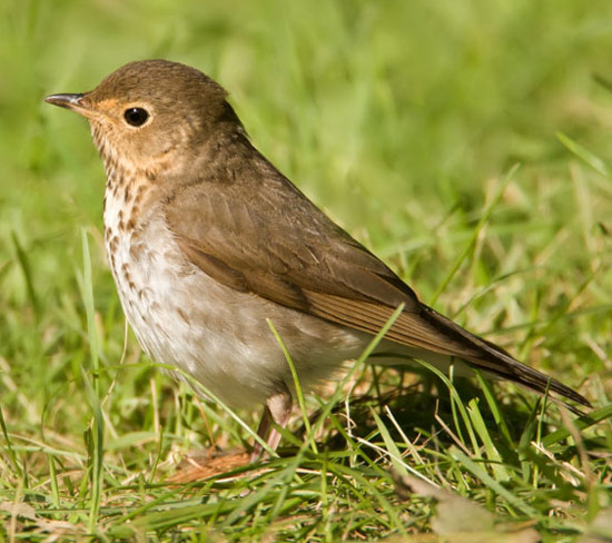 Swainson's Thrush - Bird Species | Frinvelis jishebi | ფრინველის ჯიშები