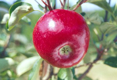 Dandee Red - Apple Varieties