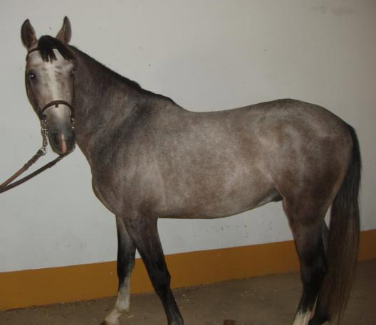 კატა Arabian-Berber Horse - ის სურათი