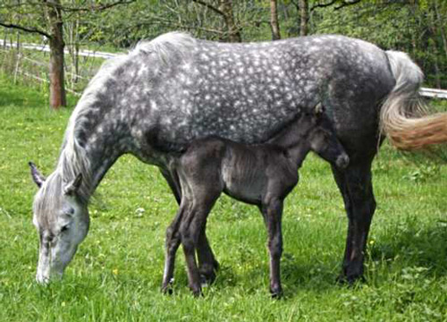 Arravani Horse - horse Breeds | ცხენის ჯიშები| cxenis jishebi