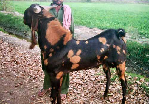 Kamori  Goat - goats Breeds | txis jishebi | თხის ჯიშები