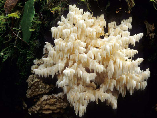 Hericium ramosum - Fungi species | sokos jishebi | სოკოს ჯიშები
