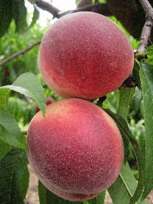 Spring Snow - Peach Varieties