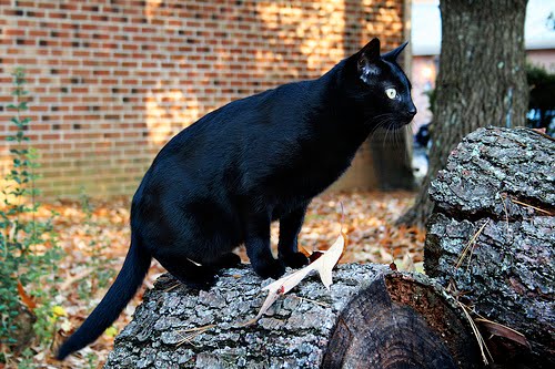 Bombay 2 - cat Breeds | კატის ჯიშები | katis jishebi