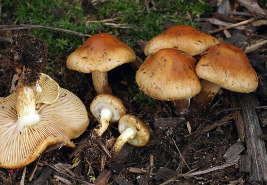 Pholiota spumosa - Fungi species | sokos jishebi | სოკოს ჯიშები