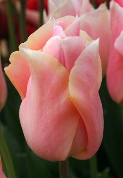 Apricot Beauty -                                                         Species Tulip| TITA | ტიტა                                                        