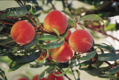 Reliance - Peach Varieties