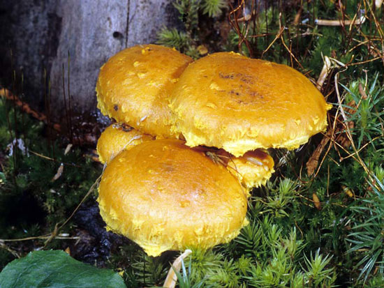 Pholiota flammans - Fungi species | sokos jishebi | სოკოს ჯიშები