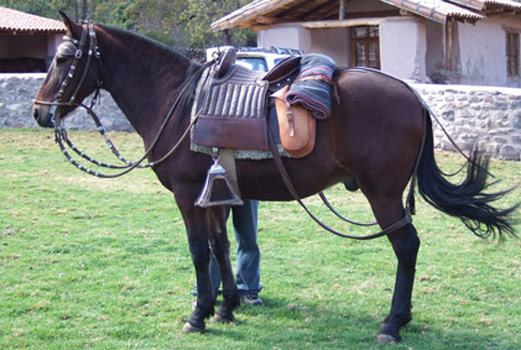 Andean Horse - cat Breeds | კატის ჯიშები | katis jishebi