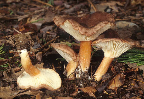 Clitocybe squamulosa var. montana - Fungi species | sokos jishebi | სოკოს ჯიშები