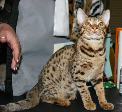 Ocicat 3 - cat Breeds | კატის ჯიშები | katis jishebi