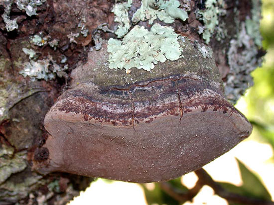 Phellinus igniarius  - Mushroom Species Images