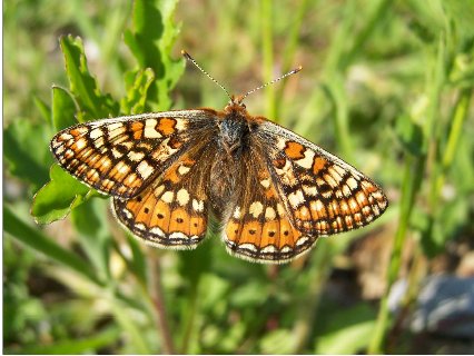 Marsh Fritillary - Butterfly species | PEPLIS JISHEBI | პეპლის ჯიშები