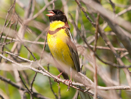 Yellow-breasted Bunting - Bird Species | Frinvelis jishebi | ფრინველის ჯიშები