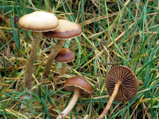 Psilocybe subviscida - Fungi species | sokos jishebi | სოკოს ჯიშები