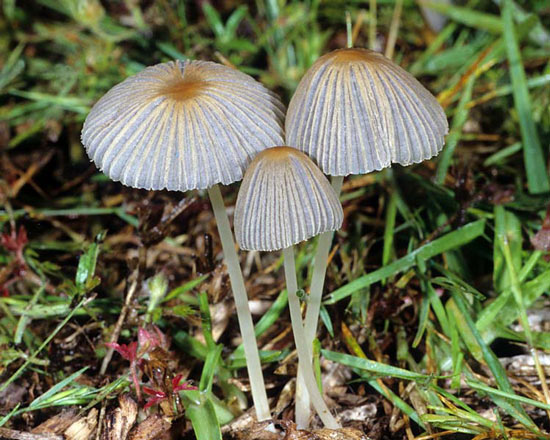 Parasola leiocephala - Mushroom Species Images