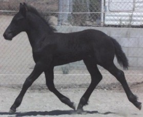 Ariegeois 1 - horse Breeds | ცხენის ჯიშები| cxenis jishebi