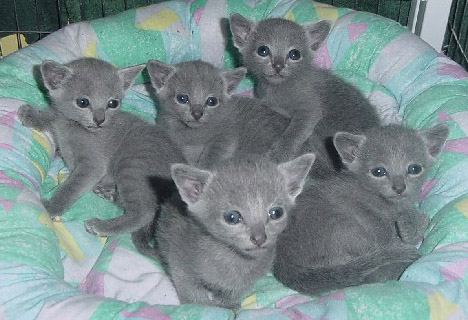 Russian Blue 1 - cat Breeds | კატის ჯიშები | katis jishebi