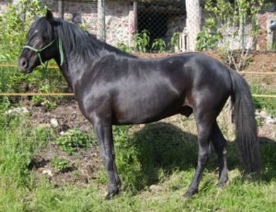 Arravani Horse - horse Breeds | ცხენის ჯიშები| cxenis jishebi