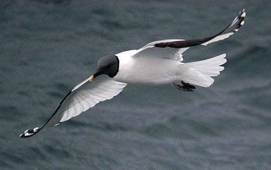 Sabine's Gull - Bird Species | Frinvelis jishebi | ფრინველის ჯიშები