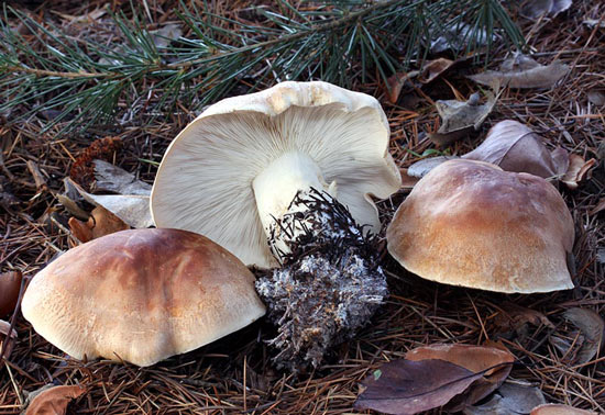 Leucopaxillus amarus: Leucopaxillus gentianeus - Mushroom Species Images