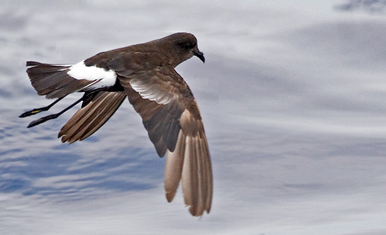 Leach's Storm-Petrel - Bird Species | Frinvelis jishebi | ფრინველის ჯიშები
