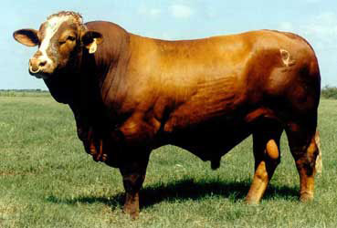 Simbrah - COW BREEDS | DZROXIS JISHEBI | ძროხის ჯიშები