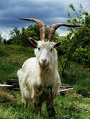Russian White Goat - goats Breeds | txis jishebi | თხის ჯიშები