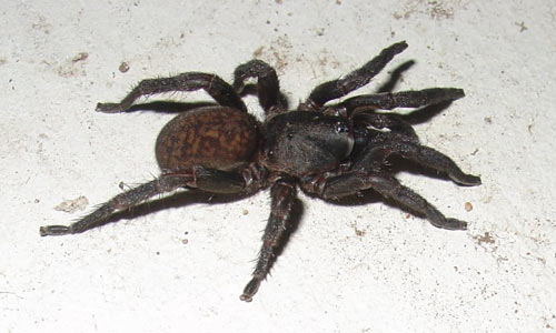 Black Wishbone Spider - Spider species | OBOBAS JISHEBI | ობობას ჯიშები