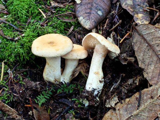 Hydnum umbilicatum - Mushroom Species Images