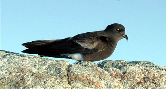 Wilson's Storm-Petrel - Bird Species | Frinvelis jishebi | ფრინველის ჯიშები