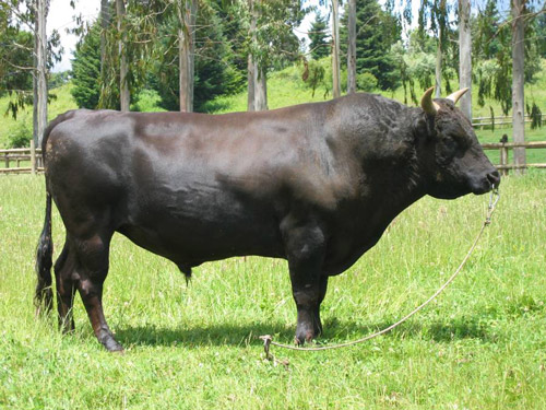 Wagyu - COW BREEDS | DZROXIS JISHEBI | ძროხის ჯიშები