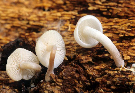 Gymnopus bakerensis - Mushroom Species Images
