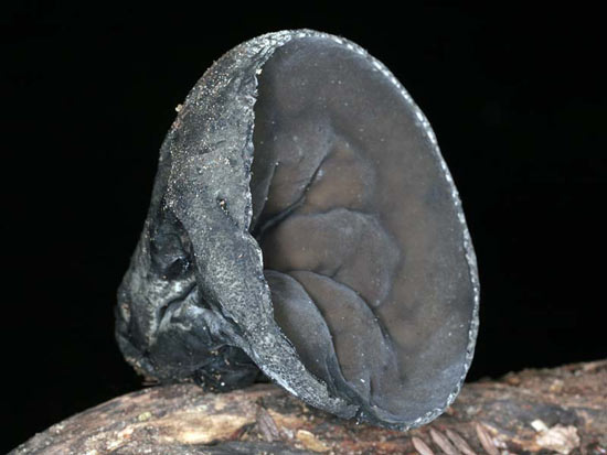 Sarcosoma mexicanum - Mushroom Species Images