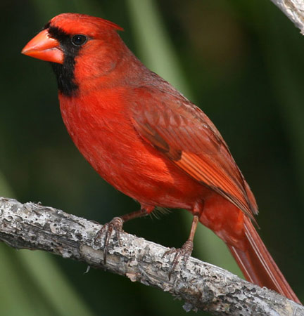 Northern Cardinal - Bird Species | Frinvelis jishebi | ფრინველის ჯიშები
