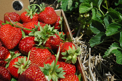 Record - Strawberry Varieties