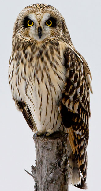 Long-eared Owl - Bird Species | Frinvelis jishebi | ფრინველის ჯიშები
