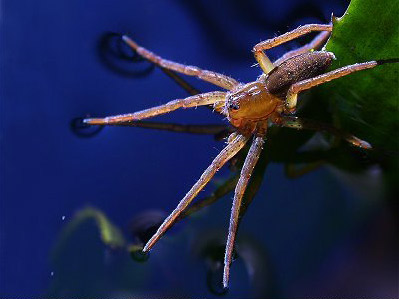 Great Raft Spider - Spider species | OBOBAS JISHEBI | ობობას ჯიშები