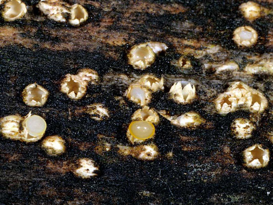 Cannon Fungus: Sphaerobolus stellatus - Mushroom Species Images