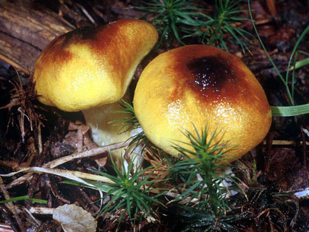 Hygrophorus hypothejus - Fungi species | sokos jishebi | სოკოს ჯიშები