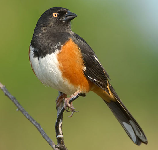 Eastern Towhee - Bird Species | Frinvelis jishebi | ფრინველის ჯიშები