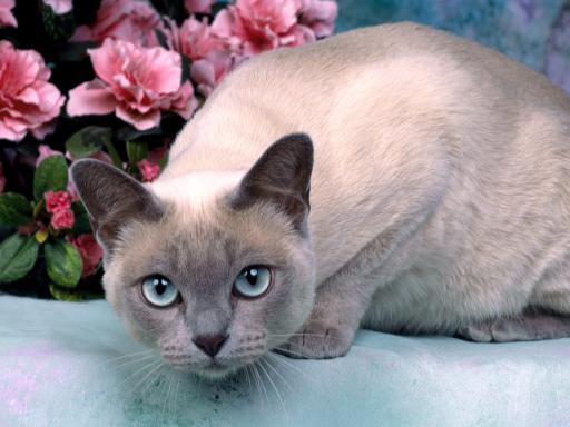 Tonkinese - cat Breeds | კატის ჯიშები | katis jishebi