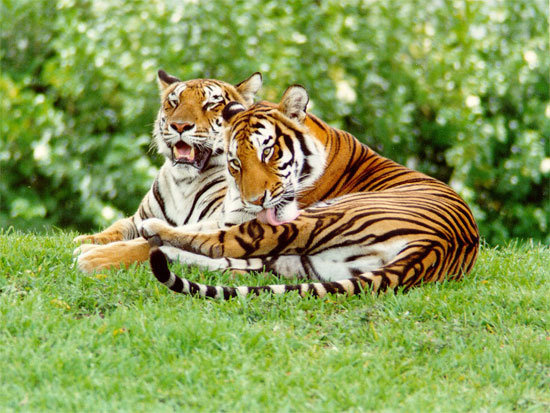 ვეფხვი Malayan Tiger - ის სურათი