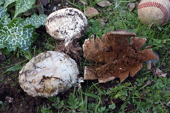 Mycenastrum corium - Fungi species | sokos jishebi | სოკოს ჯიშები