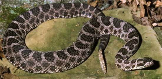 MASSASAUGA  Sistrurus catenatus - snake species | gveli | გველი