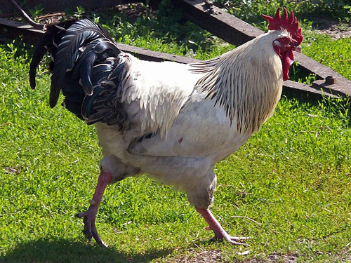 Sussex 3 - chicken Breeds | ქათმის ჯიშები | qatmis jishebi