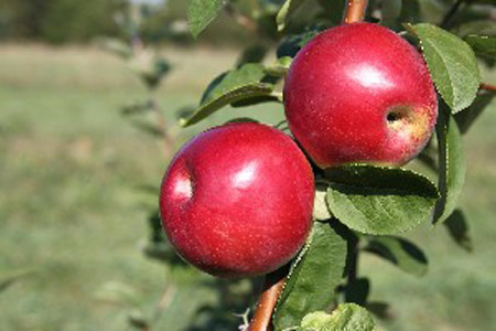 Marshall McIntosh - Apple Varieties