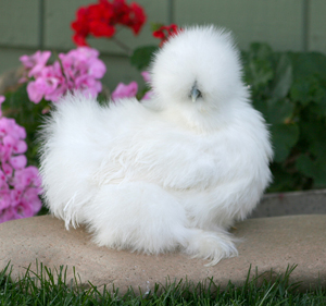 Silkie Bantam 2 - chicken Breeds | ქათმის ჯიშები | qatmis jishebi