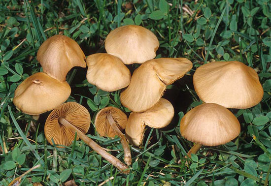 Conocybe tenera - Mushroom Species Images