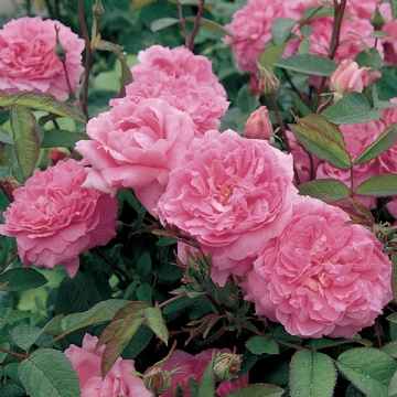 The Mayflower - Rose Varieties | VARDI | ვარდი                                                                                                                